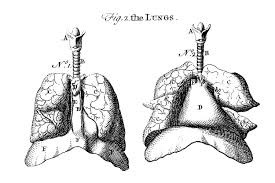 High quality vintage, black and white illustration drawing vintage anatomy drawings of human abdomen. Early Anatomy Graphics Diagram Of Lungs The Graphics Fairy