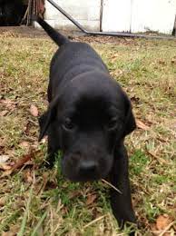 Jackson Ms Craigslist Pets Free To Good Home 2012 11 29 3 23pm Est Reply To This Post Jarrettfortenberry Rocketmail Com Pets Craigslist Pets Cute Puppies