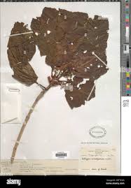 Image result for Mitragyna rubrostipulata