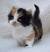 Calico Long Hair Baby Kittens