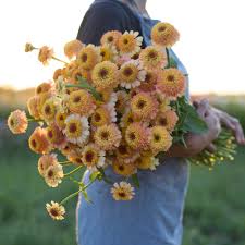 Zinnia Zinderella Peach In 2020 Flower Farm Zinnia Flowers Zinnias