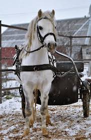У этой породы несколько вариантов. Uelskij Poni Fotografii Lyubov Loshadej Loshadinye Porody Shetlandskie Poni