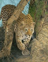 Leopard Hayvanlar Ve Hayvanlar Alemi