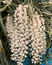 Image result for Microcoelia stolzii