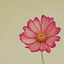 Pin By Kate Bulmer On Inspiration Cosmos Tattoo Flower Art Birth Flower Tattoos