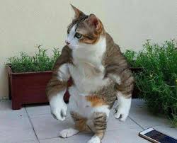 Meet The Strongest Cat You Ll Ever See Funny Cat Pictures Cute Animals Funny Animals