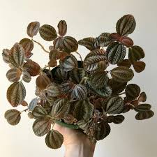 Image result for Pilea rivularis