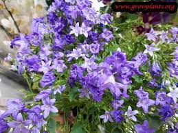 Campulana Flowers Plant Seedlings Plants Season Plants