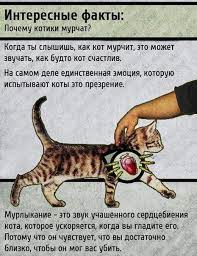 izobrazhenie yumor i prikoly fakty o koshkah smeshnye kotyata koshachi memy