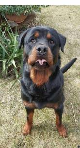 Rottweiler Loving Confident And Loyal 2020 Kopek Yuzler