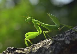It is good luck to see a praying mantis in your home. Praying Mantis Symbolism Meaning Totem Spirit Omens World Birds