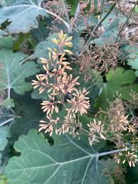 Image result for Macleaya