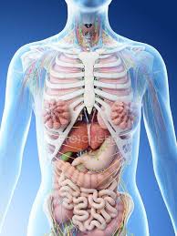 Human organs & anatomy diagram picture category: Female Upper Body Anatomy And Internal Organs Computer Illustration 3d Rendering Blue Background Stock Photo 308612900
