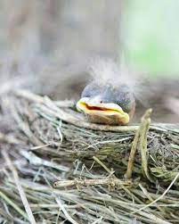 Buy the best and latest baby bird hair on banggood.com offer the quality baby bird hair on sale with worldwide free shipping. Pin By Olga On Hayvanlar Animals Pet Birds Animals Beautiful Beautiful Birds
