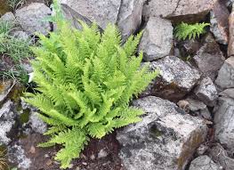 Image result for Athyrium