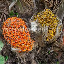 Image result for Elaeis