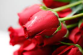 Your Valentine S Day Flowers Journey From Farm To Vase In 9 Steps Fortune