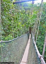 The height of the poring treetop canopy walk is more than a building with eight storeys. Entree Kibbles Canopy Walkway Poring Hot Spring Kinabalu Park