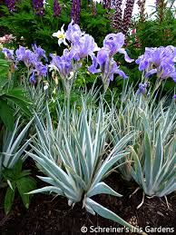Iris (sweet) pallida yellow variegated fragrant sweet iris | pallida aureo variegata shipped potted 4 inch container very easy to grow beautiful, vertically striped green and yellow leaves contrast. Pallida Variegata Silver Tall Bearded Iris