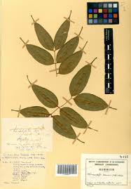 Image result for Landolphia incerta