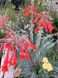 Image result for Xysmalobium kaessneri