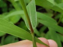 Image result for Paspalum conjugatum