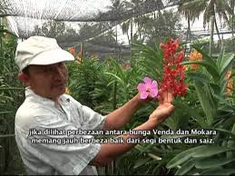 Onlar küçük çiçekli ve büyük çiçekli çeşitleri tüm yıl boyunca mevcuttur. Agro Pelancongan Thailand Taman Orkid Youtube