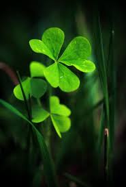 Check spelling or type a new query. 430 Irish Ireland Celtic Shamrocks Four Leaf Clovers Ideas Celtic Shamrock Celtic Irish
