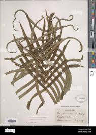 Image result for Christella gueinziana