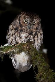 Bird That Sounds Like An Owl In The Morning Western Screech Owl Megascops Kennicottii Picture 6 In Megascops Kennicottii Screech Owl Western Screech Owl Owl