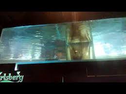 Menara kuala lumpur is 2.3 km from hotel stripes. Live Shark Aquarium Beach Club Kuala Lumpur Youtube