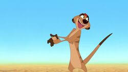 What kind of animal is timon. Timon Disney Wiki Fandom