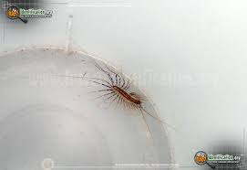 Check spelling or type a new query. House Centipede Scutigera Coleoptrata