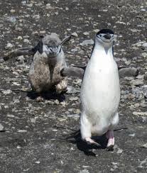Dec 17, 2020 · a rookery is a communal nesting ground for gregarious birds. Baily Head Penguin Rookery On Deception Island Day 3 Awe Around The Earth