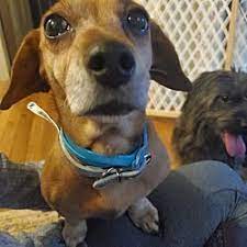 Find out about fake rescues selling puppies through california pet stores. Westminster Maryland Dachshund Meet Emmie A For Adoption Https Www Adoptapet Com Pet 27424727 Westminster Pet Adoption Dachshund Adoption Dog Adoption