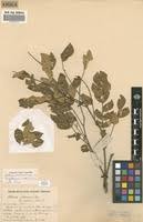 Image result for Albizia glaberrima