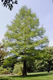Trees with high wildlife and aesthetic value are chosen. The Best Fast Growing Shade Trees For Your Yard Gardener S Path