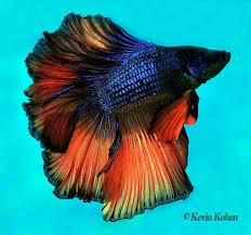 Rosetail Siamese Fighting Fish Betta Splendens Betta Fish Types Betta Fish Betta