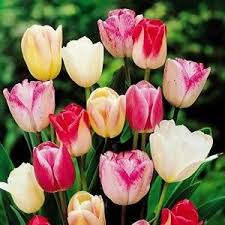 Triumph Tulpen Mischung 50 Blumenzwiebeln Gartengestaltung Gartenfreude Gartenideen Gartenlust Gartenakzent Blumenzwiebeln Tulpen Blumen