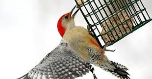 Common Birds Of Cape Cod Red Bellied Woodpecker Backyard Woodpecker Birds Rare Species