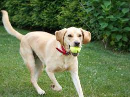 Labbe Dog Breed Everything About Beagle Labrador Mixes