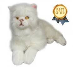 Mungkin karena sesuai denga realita, jadi gambar ini terlihat tampak lebih lucu. Gambar Kucing Anggora Putih Menggambar Kucing Kucing Boneka Hewan