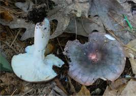 Image result for Russula variata