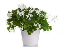 Erie, pa flowers for any occasion. Pot O Shamrocks Community Blood Bank News Feed
