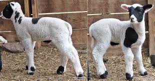 Mini Sheep For Sale Lambs For Sale Pets For Sale Sheep And Lamb