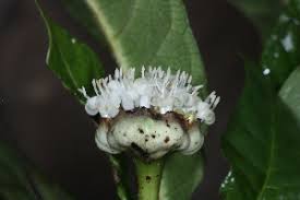 Image result for Psychotria peduncularis