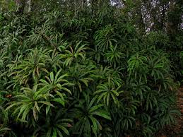 Image result for Oleandra distenta