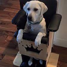 bailey chairs for dogs ripley the dog bailey chair for dogs dog chair dog playpen