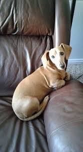 Pin Von Sherry Nichols Auf Doxies Dach