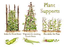 The beans are best sown directly into prepared soil. Different Kinds Of Support For Vegetables Broad Beans Growing Growing Runner Beans Veg Garden